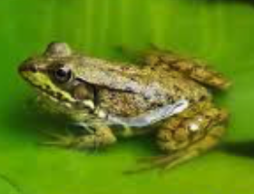 Link Frosch