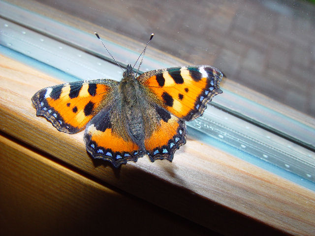 Link Kleiner Fuchs
